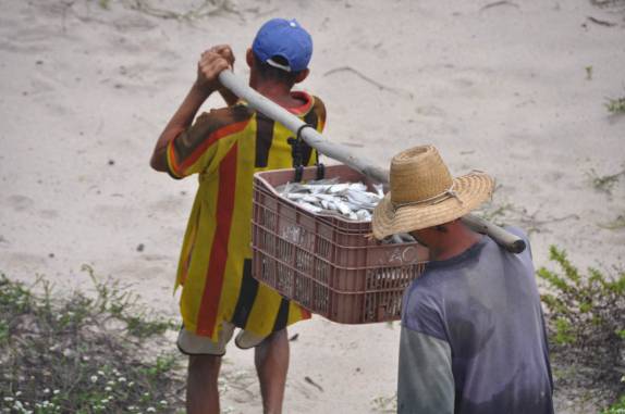 Pescadores carregam o fruto do trabalho, nas Reentrâncias Maranhenses - MA